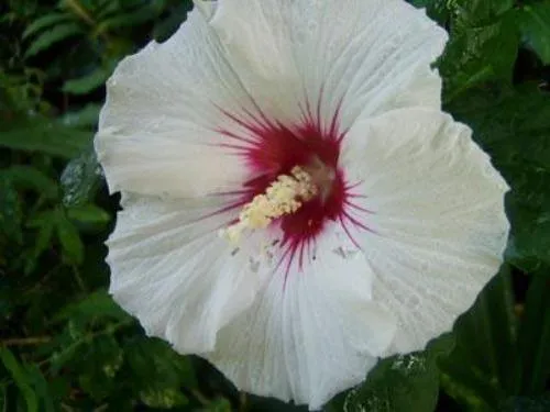 Hibiscus syriacus | Red Heart | 10 Seeds