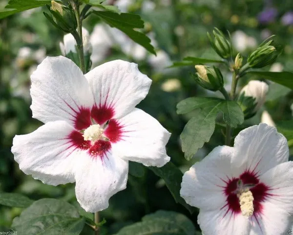 Hibiscus syriacus | Red Heart | 10 Seeds