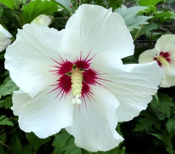 Hibiscus syriacus | Red Heart | 10 Seeds