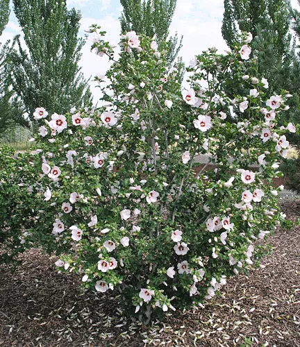 Hibiscus syriacus | Red Heart | 10 Seeds