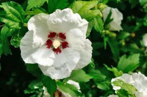 Hibiscus syriacus | Red Heart | 10 Seeds