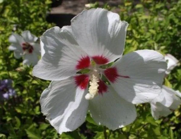 Hibiscus syriacus | Red Heart | 10 Seeds